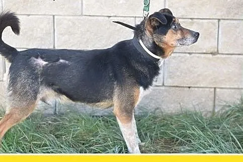 Mały 9 kg,niewidomy,łagodny piesek KRECIK.Adopcja,