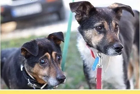 Mały 9 kg,niewidomy,łagodny piesek KRECIK.Adopcja,