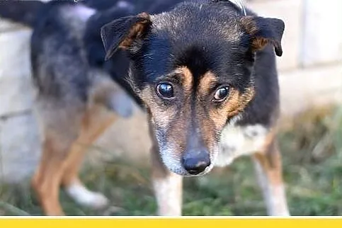 Mały 9 kg,niewidomy,łagodny piesek KRECIK.Adopcja,