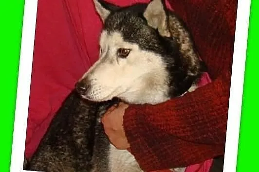 HANIA-husky,suczka spokojna, grzeczna,sterylizowana.ADOPCJA