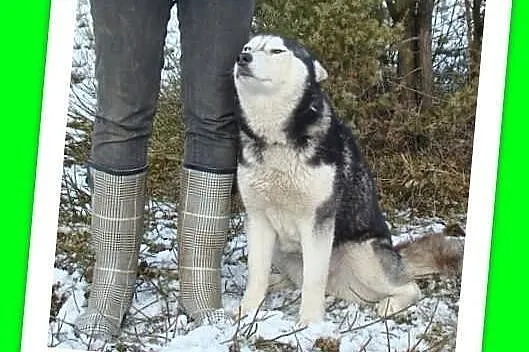 HANIA-husky,suczka spokojna, grzeczna,sterylizowan