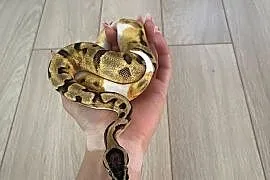 Enchi Piebald Samica Pytona Królewskiego