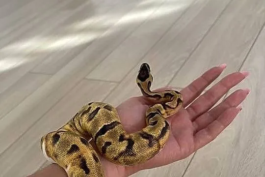 Enchi Piebald Samica Pytona Królewskiego, Mazowieckie, Warszawa