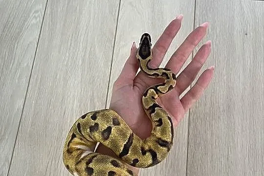 Enchi Piebald Samica Pytona Królewskiego, Mazowieckie, Warszawa
