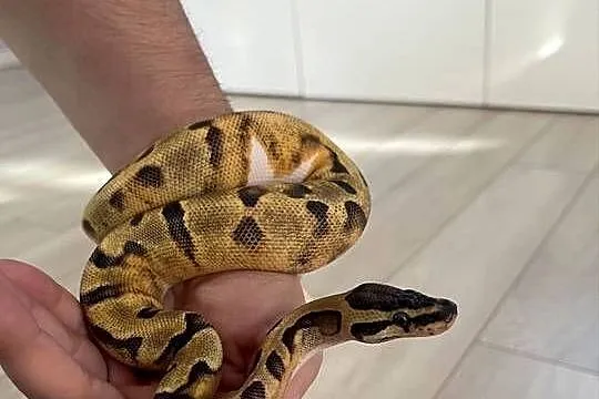 Enchi Piebald Samica Pytona Królewskiego, Mazowieckie, Warszawa