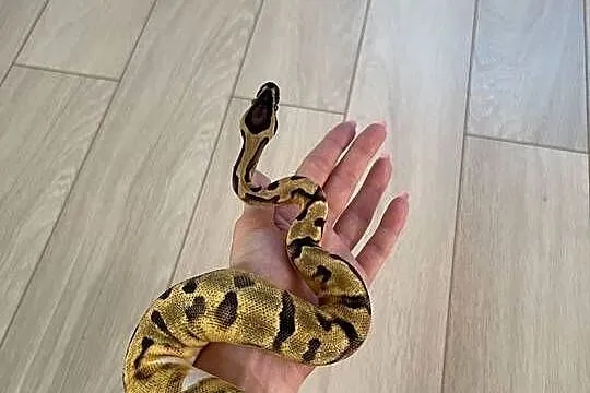 Enchi Piebald Samica Pytona Królewskiego, Mazowieckie, Warszawa