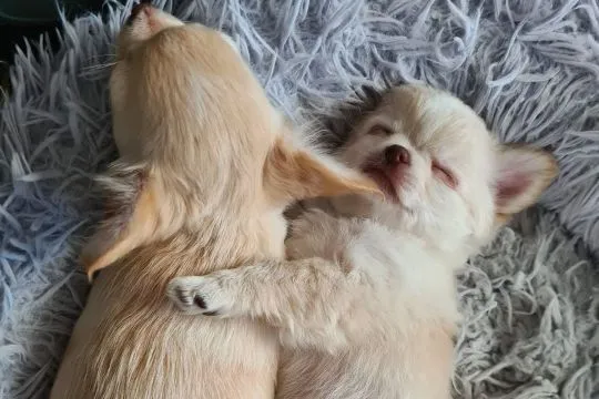 Chihuahua FCI z kameralnej domowej hodowli Z domu Rosa, suczka długowłosa, , Łomianki