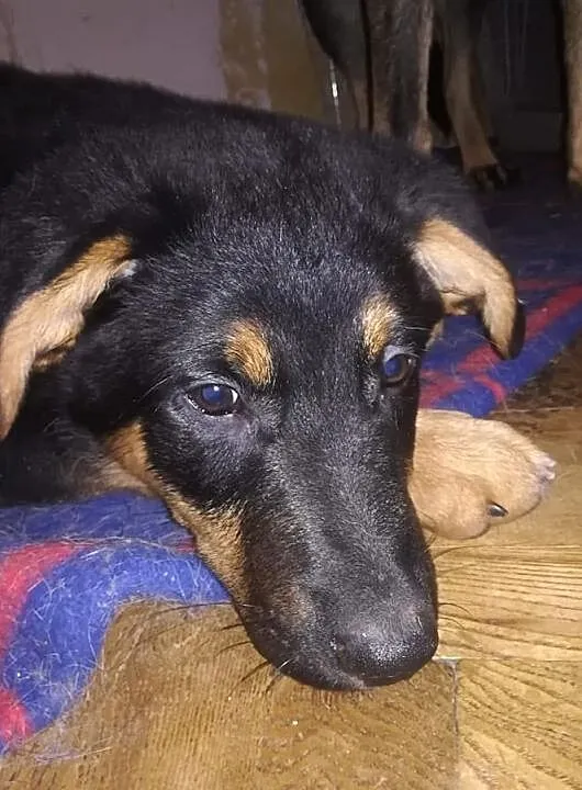 Śliczny rezolutny Aniołeczek poleca się do adopcji, Małopolskie, Kraków