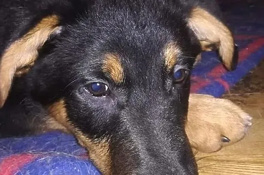 Śliczny rezolutny Aniołeczek poleca się do adopcji, Małopolskie, Kraków