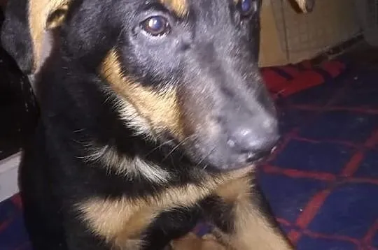 Śliczny rezolutny Aniołeczek poleca się do adopcji, Małopolskie, Kraków