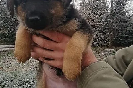 Śliczny rezolutny Aniołeczek poleca się do adopcji, Małopolskie, Kraków