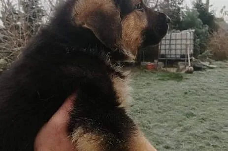 Śliczny rezolutny Aniołeczek poleca się do adopcji, Małopolskie, Kraków