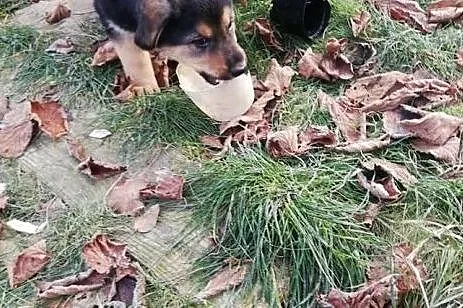 Śliczny rezolutny Aniołeczek poleca się do adopcji, Małopolskie, Kraków