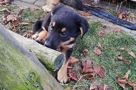 Śliczny rezolutny Aniołeczek poleca się do adopcji, Małopolskie, Kraków