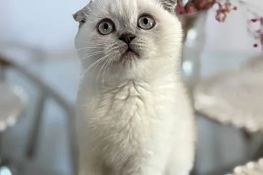 Kot szkocki kocur brytyjski Scottish fold