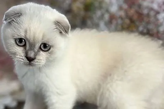 Kot szkocki kocur brytyjski Scottish fold, Małopolskie, Czchów