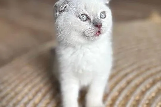 Kot szkocki kocur brytyjski Scottish fold, Małopolskie, Czchów