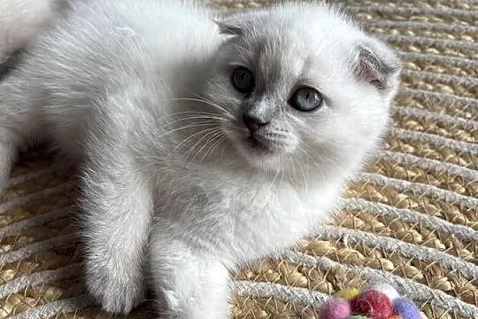 Kot szkocki kocur brytyjski Scottish fold, Małopolskie, Czchów