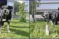 Brutus - dorosły, żywiołowy, kontaktowy psiak szuka nowego domu
