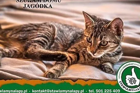 Jagódka. Fundacja Stawiamy Na Łapy,  małopolskie K