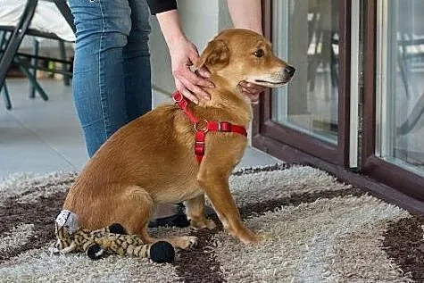 Nex - młody, mały, radosny pies - do adopcji,  maz
