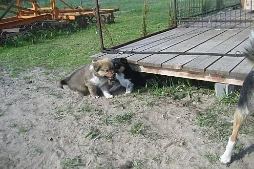 Urocza Babe,  łódzkie Łask