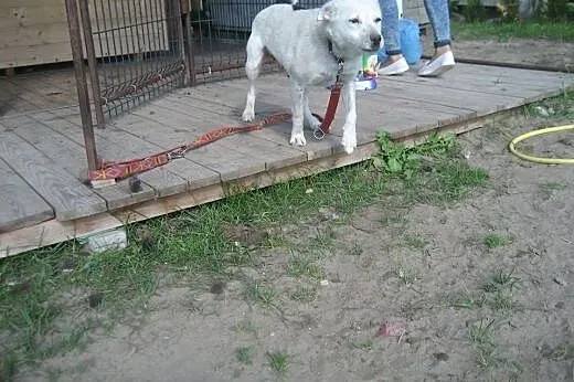 Urocza Babe,  łódzkie Łask