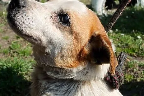 Niewidomy piesek Elf - czy zdarzy się cud? ,  opol
