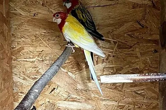 Papugi Nierozłączki, rozelle i inne, Mazowieckie, Radom