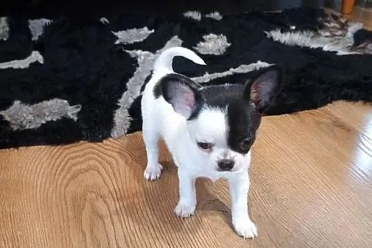 Chihuahua piękny malutki xxs *EFEKT* PIRAT czip, Łódzkie, Kleszczów
