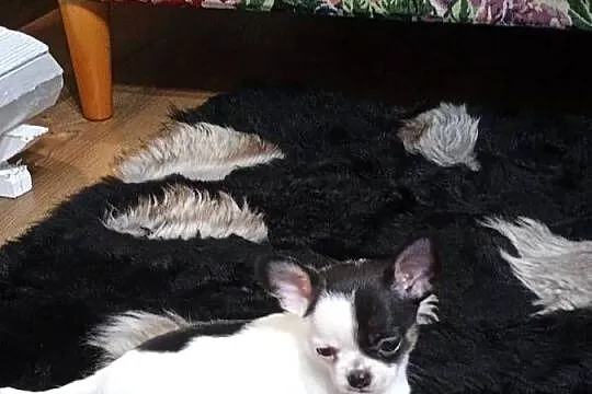 Chihuahua piękny malutki xxs *EFEKT* PIRAT czip, Łódzkie, Kleszczów