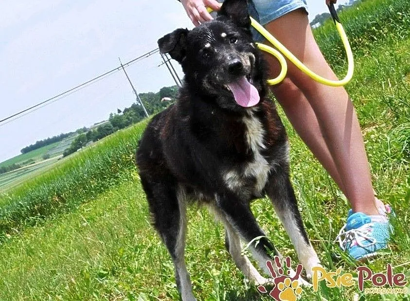 MIŚKI-najlepszy psi przyjaciel człowieka prosi o dom, adopcja, Małopolskie, Kraków