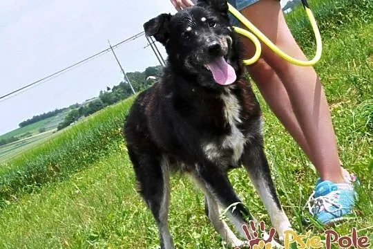 MIŚKI-najlepszy psi przyjaciel człowieka prosi o dom, adopcja, Małopolskie, Kraków