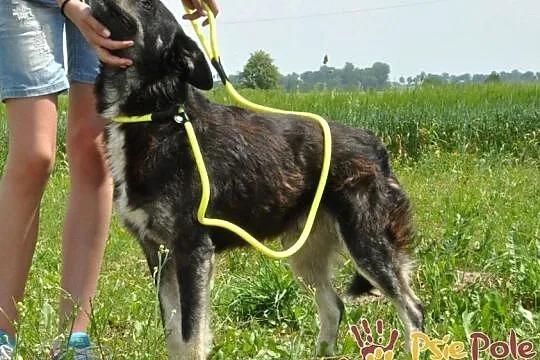 MIŚKI-najlepszy psi przyjaciel człowieka prosi o dom, adopcja, Małopolskie, Kraków