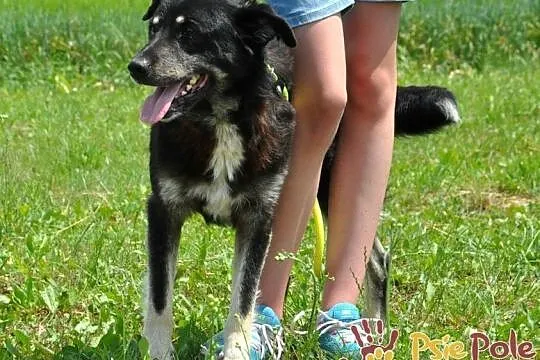 MIŚKI-najlepszy psi przyjaciel człowieka prosi o dom, adopcja, Małopolskie, Kraków