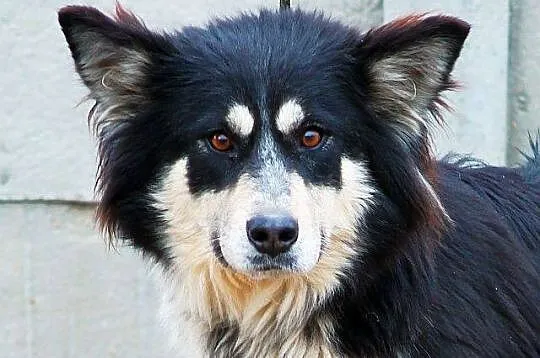 ZARA młoda wyjątkowa sunia, mieszanka border collie, szuka DOMU