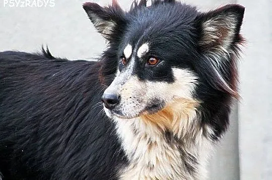 ZARA młoda wyjątkowa sunia, mieszanka border colli