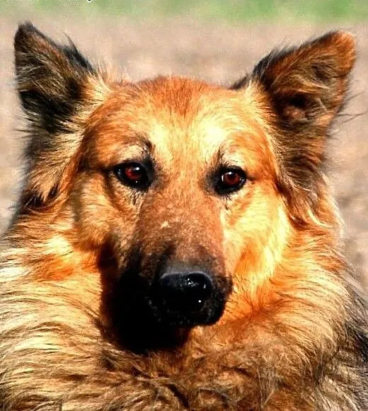 Botur piękny, łagodny, nieśmiały psiak ADOPCJA, m