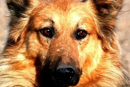 Botur piękny, łagodny, nieśmiały psiak ADOPCJA,  m