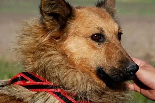Botur piękny, łagodny, nieśmiały psiak ADOPCJA,  m