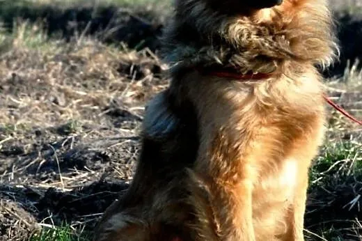 Botur piękny, łagodny, nieśmiały psiak ADOPCJA,  m