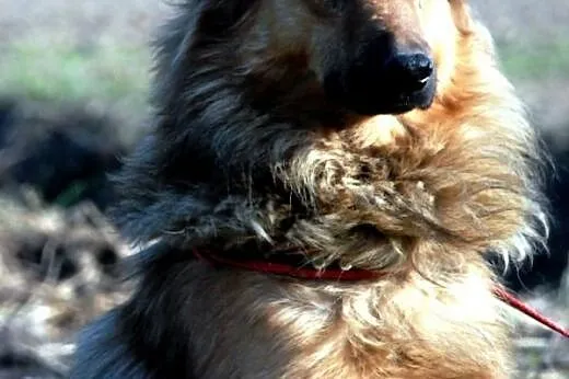 Botur piękny, łagodny, nieśmiały psiak ADOPCJA,  m