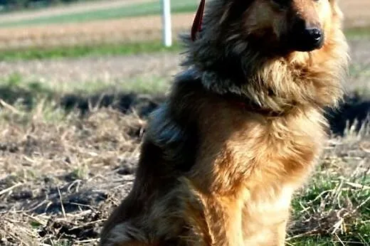 Botur piękny, łagodny, nieśmiały psiak ADOPCJA,  m