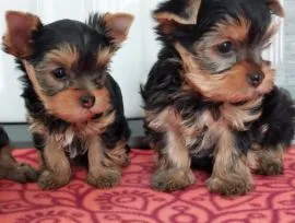 oswojony i uroczy Yorkshire Terrier szczenięta na sprzedaż