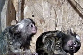 Małpki Marmozeta Białoucha - rodzina 2 + 2