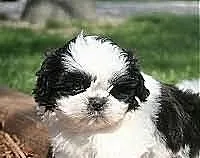 Wspaniały filiżanka Shih Tzu szczenięta do przyjęc