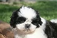 Wspaniały filiżanka Shih Tzu szczenięta do przyjęc