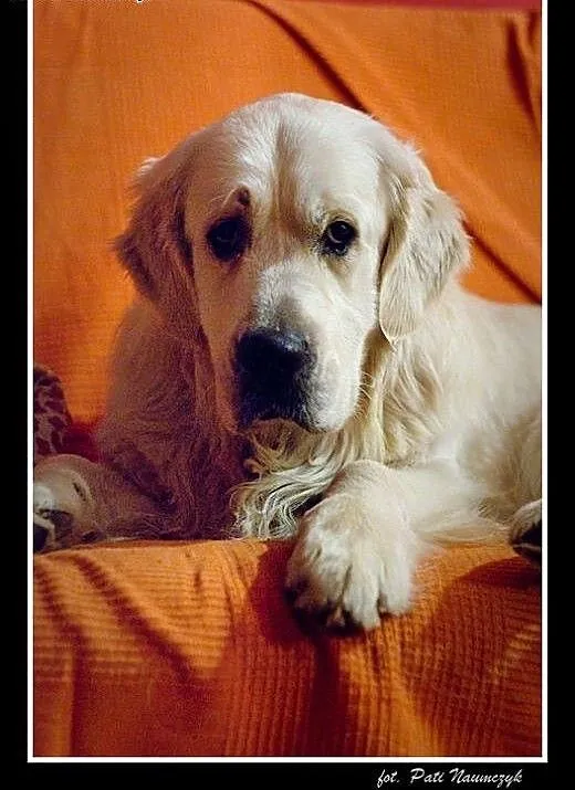 Golden Retriever FIDO - do adopcji, wielkopolskie