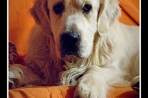 Golden Retriever FIDO - do adopcji, wielkopolskie Konin