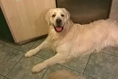 Golden Retriever FIDO - do adopcji,  wielkopolskie